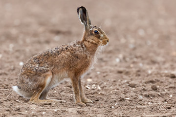 Amazing wild european hare close up sat in a arable field
