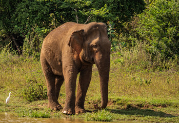 Fototapeta na wymiar Sri Lanka - Elephant in Uda Walawe National Park