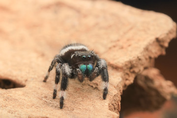 hyllus diardi male