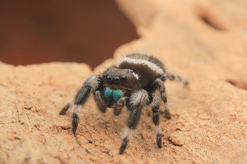 hyllus diardi male