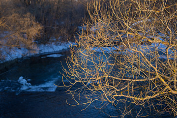 tree above the river