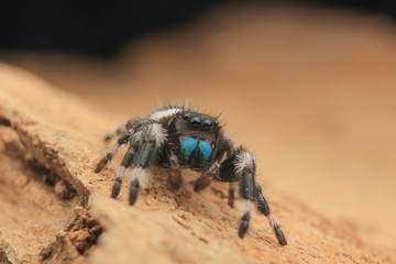 hyllus diardi male