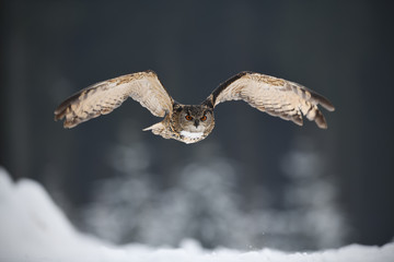 Eurasian eagle-ow flying