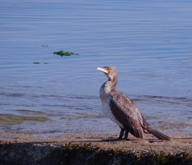 cormorant standing looking