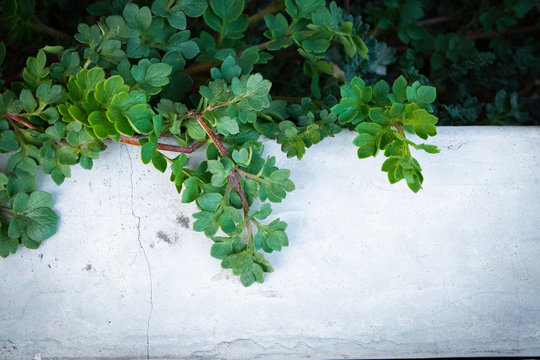 白いプランターからあふれるように伸びる、鮮やかなグリーンが美しい雑草 © Spica