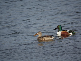 pair of shoveler ducks (Anas clypeata)