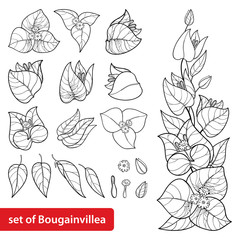 Set with outline Bougainvillea or Buganvilla flower bunch with bud and leaf in black isolated on white background.