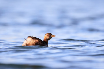 Little grebe Chick (Tachybaptus ruficollis) swimming and diving in the lake