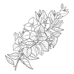 Outline Bougainvillea or Buganvilla flower bunch with bud and leaf in black isolated on white background.