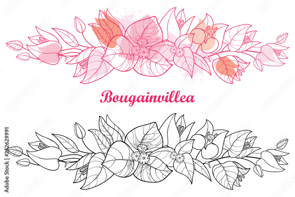 Wall mural horizontal border of outline bougainvillea or buganvilla flower, bud and leaf in black and pink isol