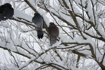 Krasnodar, Russia, bird, tree, nature, branch, winter, wildlife, animal, sky, birds, snow, blue, spring, beak, forest, wild, feathers, sparrow, beautiful, trees, white, cold