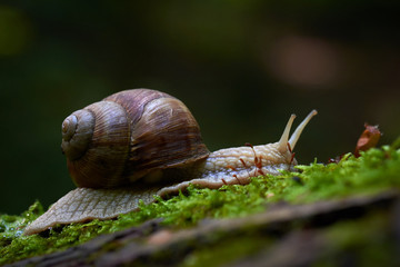 Snail crawling on a tree
