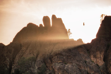 A condor (Gymnogyps californianus) flying in Pinnacles National Park as sun rays shine through the...