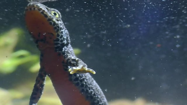 Bergmolche, Alpine newt, Ichthyosaura alpestris