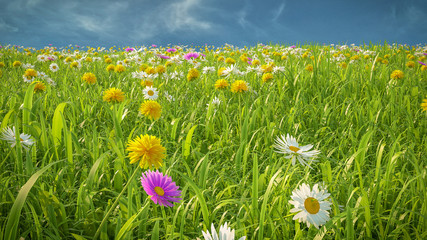 Wiese, Natur und Landschaft