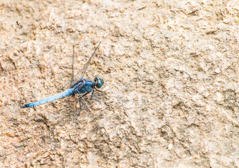 Beautiful blue dragonfly on a rock in nature.