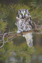 Boreal owl sitting on pine tree