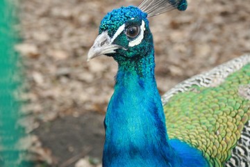 Fototapeta premium peacock, bird, animal, blue, nature, feathers, feather, green, wildlife, parrot, colorful, beauty, peafowl, beautiful, birds, wild, head, beak, tail, color, fauna, zoo, pheasant