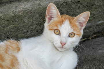 orange white cat on grey background