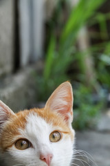 orange white cat on grey background