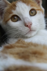 Fototapeta premium orange white cat on grey background