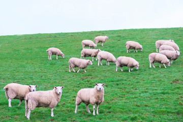 Obraz na płótnie Canvas Sheep livestock grazing in farm field agriculture animals green and white 