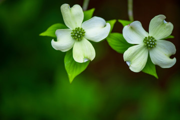 Dogwood Blooms