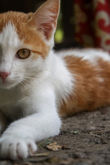 white red cat