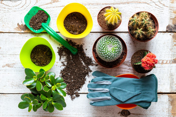 Cactus and succulents house plants background. Collection of various house plants, gardening gloves, potting soil and trowel on white wooden background. Potting house plants background.