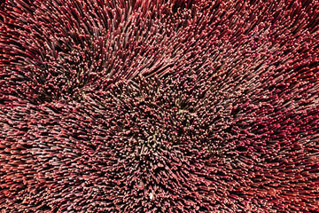 Abstract background bottom of .incense, Top view of wooden small stick, Background of spot on top view, Stack of incense background, Texture of stick in basket