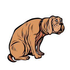 guilty dog, funny pet