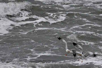 image of a seagull