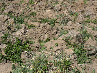 Terra di campo