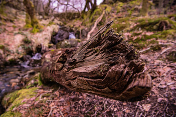 Tree Stump in Wales