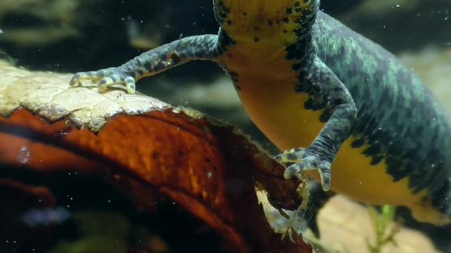 Bergmolche, Alpine newt, Ichthyosaura alpestris