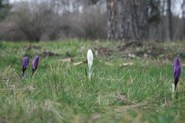 crocus, Park, Krasnodar, Russia, spring, flower, nature, purple, flowers, plant, garden, violet,...