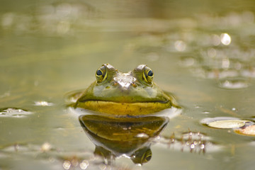 American Bullfrog portrait in the water 