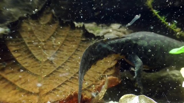 Bergmolche, Alpine newt, Ichthyosaura alpestris