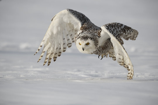 Snowy owl flying above snow field