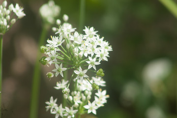 white flowers