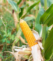 corn cob on a field in summer