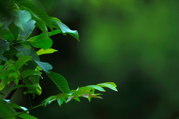 image of the leaves of a plant on green background