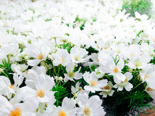 field of large white daisies with yellow centers.