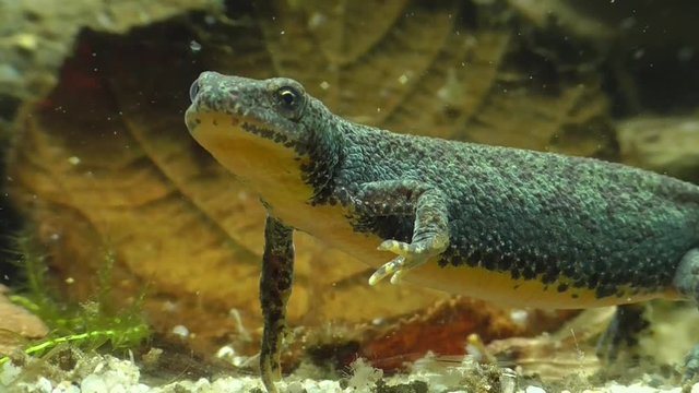 Bergmolche, Alpine newt, Ichthyosaura alpestris