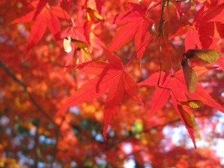 紅葉