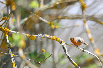 Images of birds in freedom