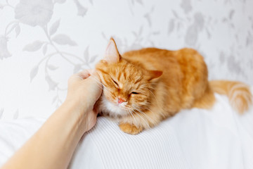 Woman is stroking cute ginger cat lying on white fabric. Fluffy pet is dozing.