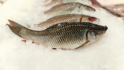 Carp fish at fresh seafood shop 