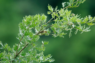 Images of birds in freedom