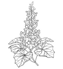 Branch of outline Paulownia tomentosa or princesstree or kiri flower bunch, bud and leaves in black isolated on white background. © bokasana